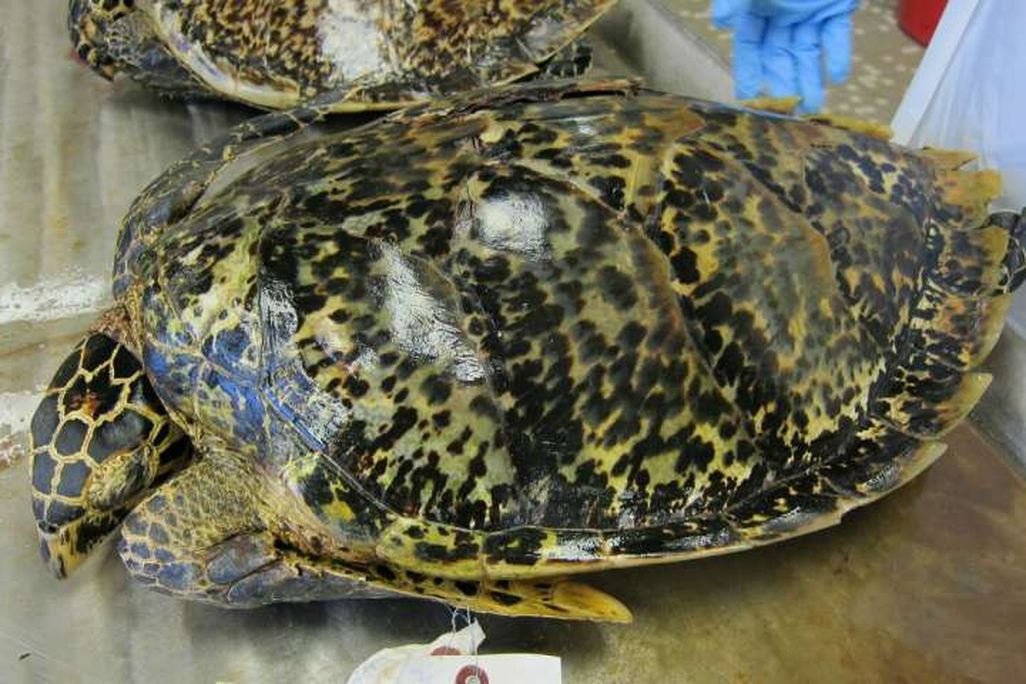 Hawksbill