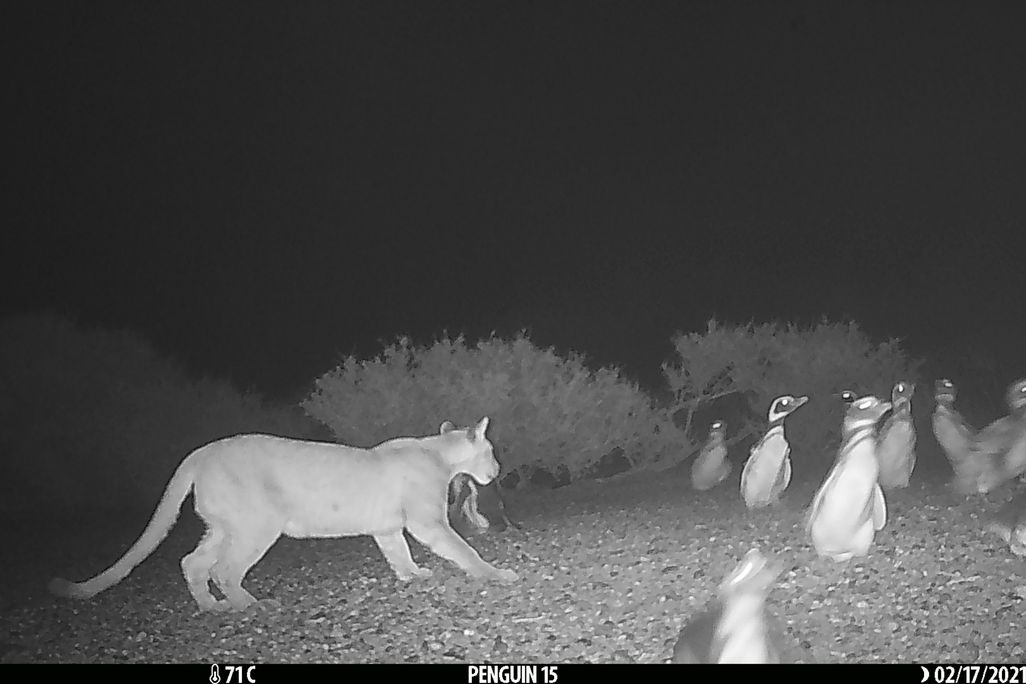 A trail camera photo showing a puma hunting penguins at night
