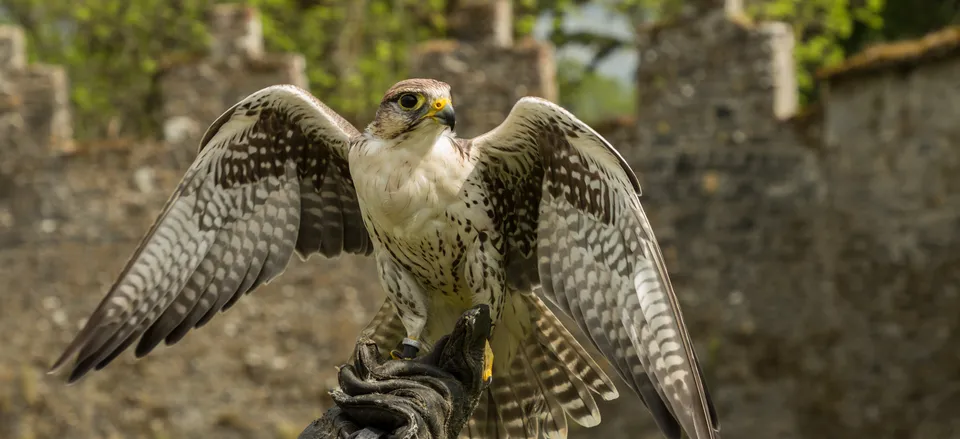  A falcon perches on its trainers glove. 