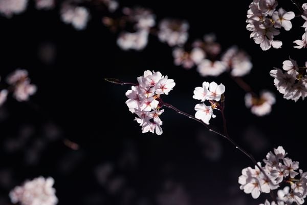 Cherry blossoms thumbnail