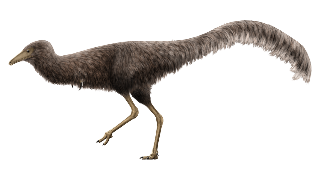 an illustration of a feathered dinosaur with a long tail