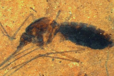Testing shows that a 46 million-year-old fossilized mosquito, found in Montana, contains the blood of an unknown ancient creature.
