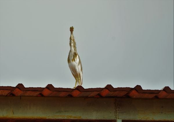 Egret on a roof thumbnail