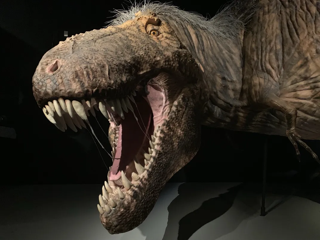 a roaring T. rex reconstruction at a museum