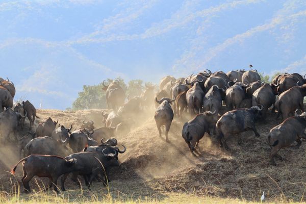 A herd of cape buffalo running up a hill by the Zambezi river. thumbnail