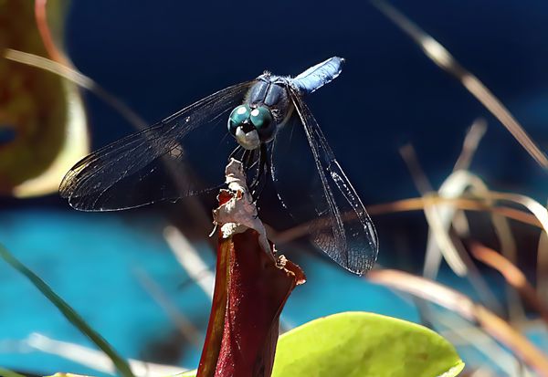 Blue on Blue (Dragonfly) thumbnail