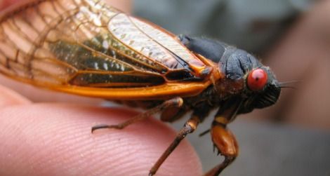 Periodical cicadas