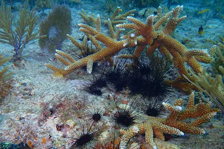 With spikes as long as knitting needles, long-spined sea urchins may look like underwater villains, but their appetite for algae makes them the unsung heroes of Caribbean reefs.
