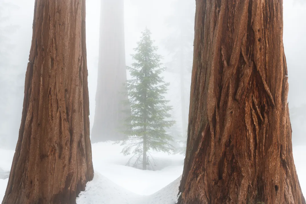 Foggy scene with tree trunks and a pine tree