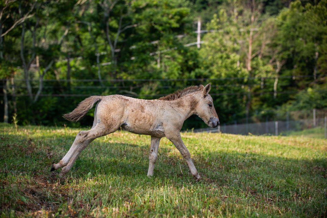 Four Foals Join the Herd of Przewalski’s Horses at the Smithsonian