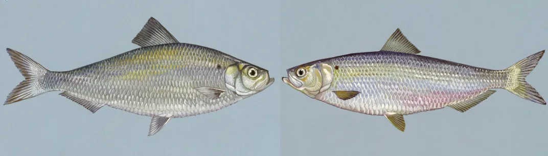 Side-by-side illustrations of two species of river herring facing each other against pale blue backgrounds. The alewife on the left is slightly larger with duller scales, and the blueback herring on the right is slimmer with violet-blue scales on top.