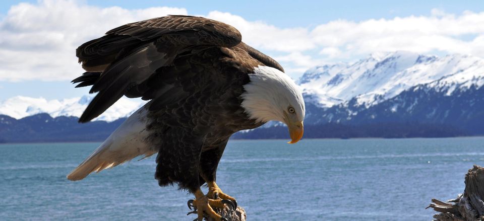  A bald eagle perches on a piece of driftwood, Alaska 