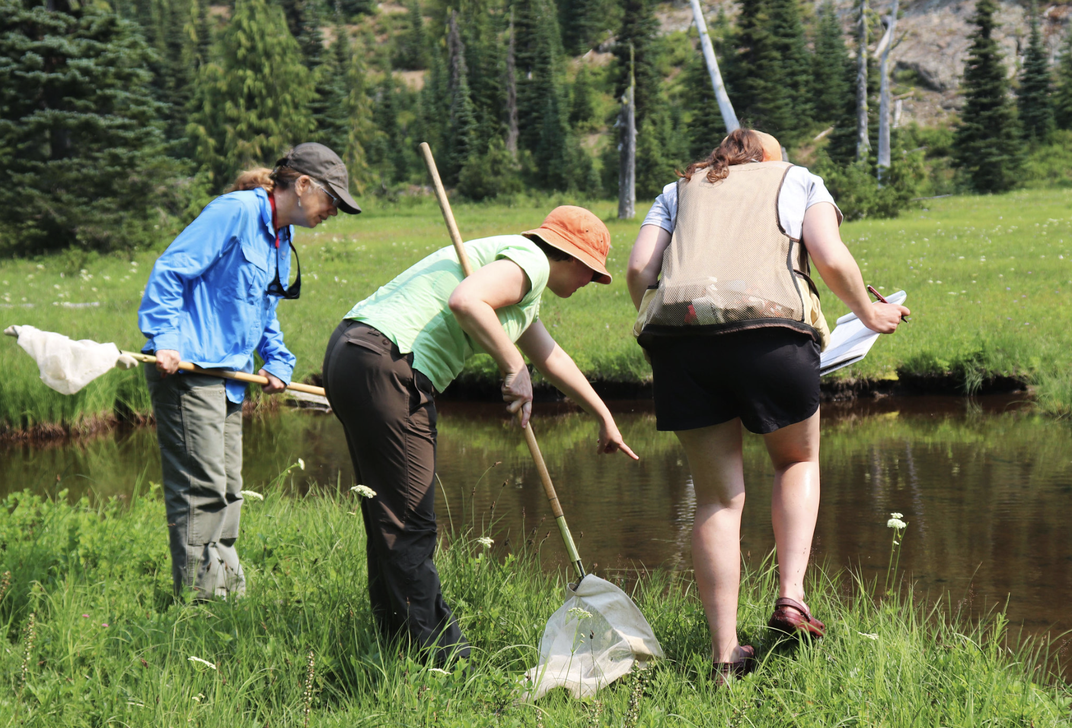 Two volunteers armed with nets and clipboards watch intently as a third points out something in the creek below them.