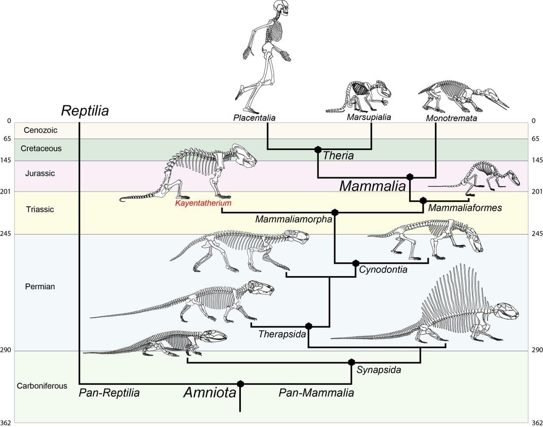 Mammal Evolution Tree