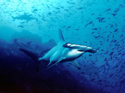Hammerhead sharks off the coast of Cocos Island, Costa Rica. The island is known for its incredible terrain and marine life, and is said to be the inspiration for Isla Nublar, the place Michael Crichton created as the setting for Jurassic Park—and now Jurassic World.