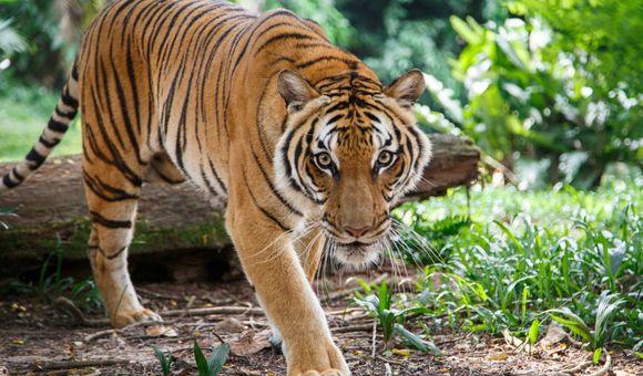 A Malayan tiger like this one was diagnosed with COVID-19 at the Bronx Zoo.