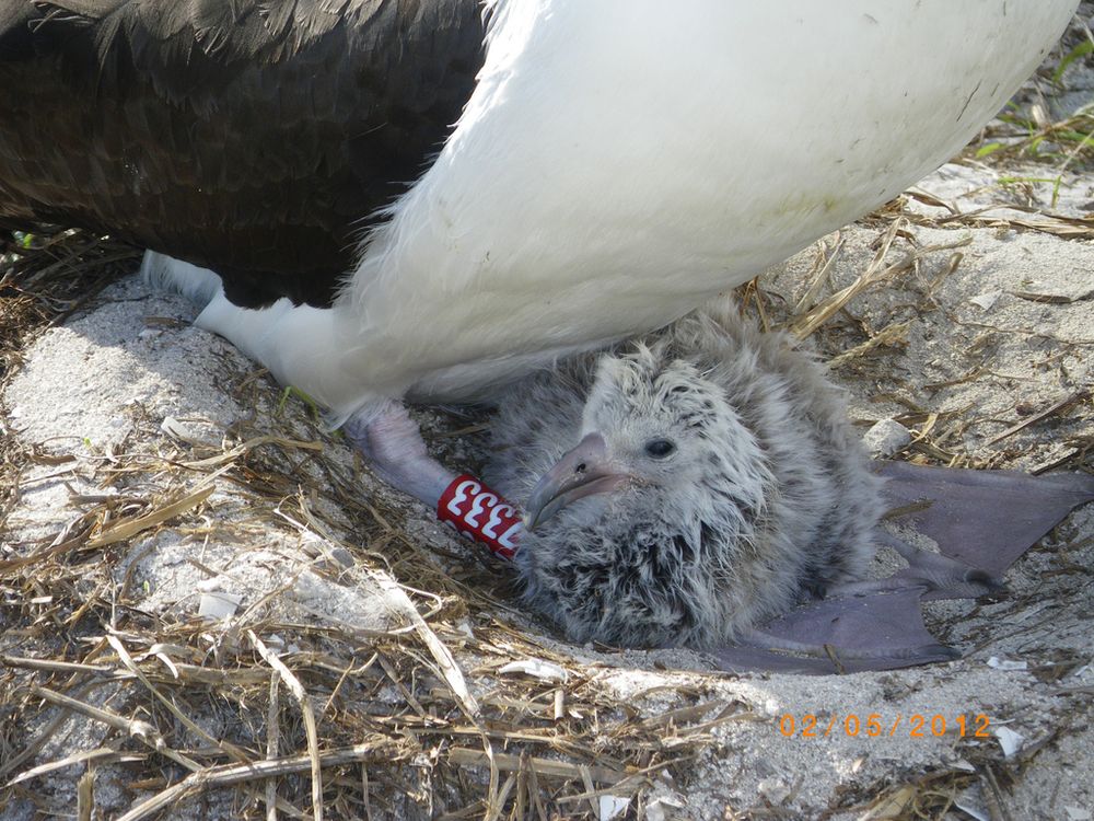 Wisdom the Albatross with the chick she hatched last year.