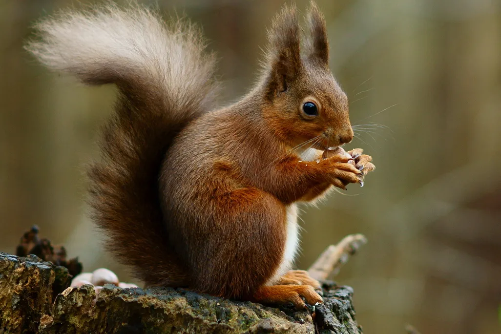 Red squirrel