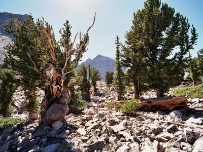 How One Researcher Accidentally Killed One of the Oldest Trees in the World image