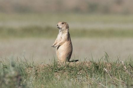 A black-tailed prairie dog stands near its burrow.