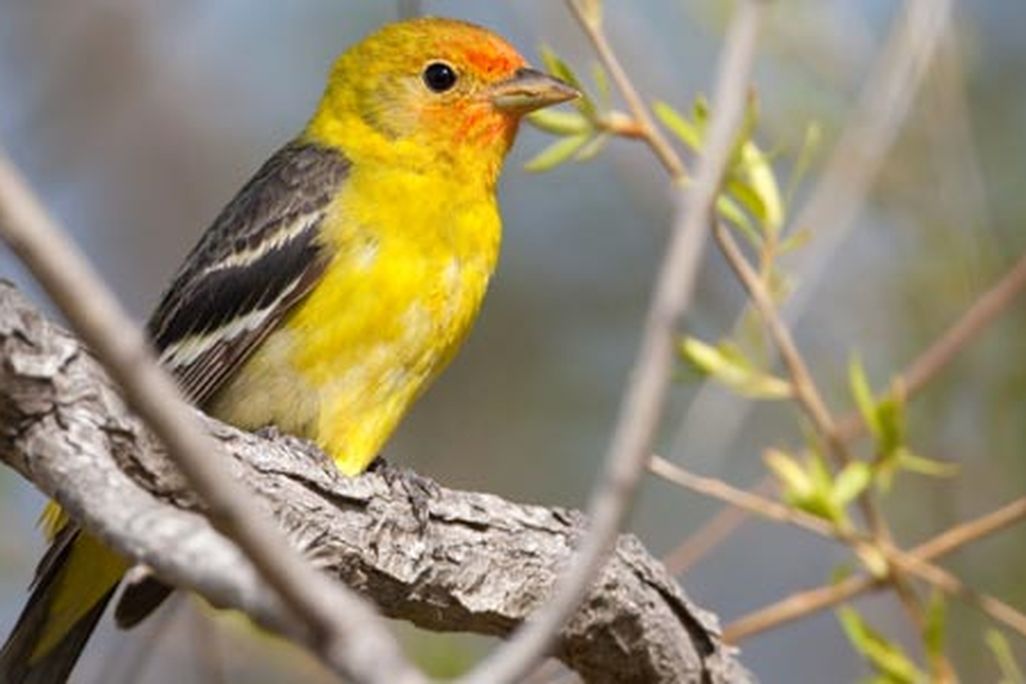 Western tanager