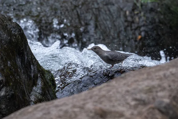 American Dipper thumbnail