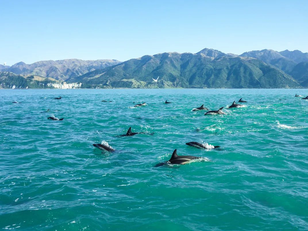 Dolphins at play