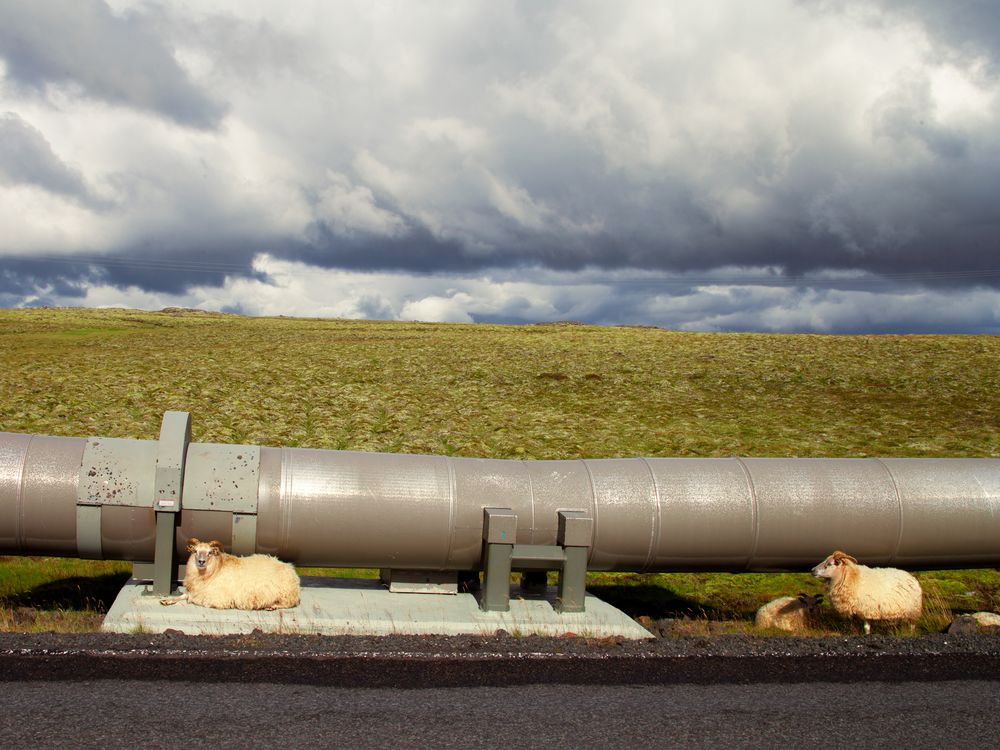 Sheep and Geothermal Pipe | Smithsonian Photo Contest | Smithsonian ...