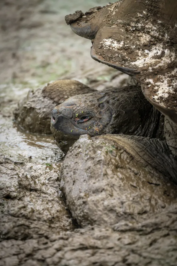 Mud bath thumbnail