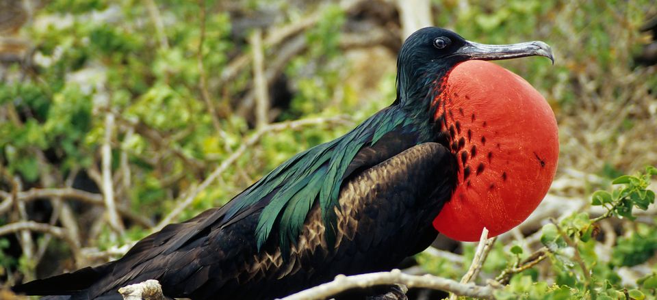  A frigate bird 