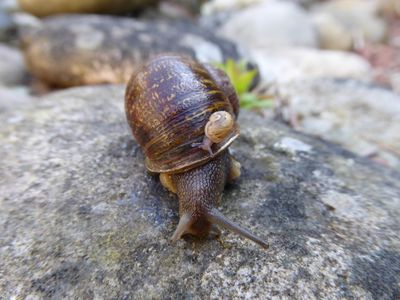 Jeremy the snail, with the baby of his unrequited lovers.