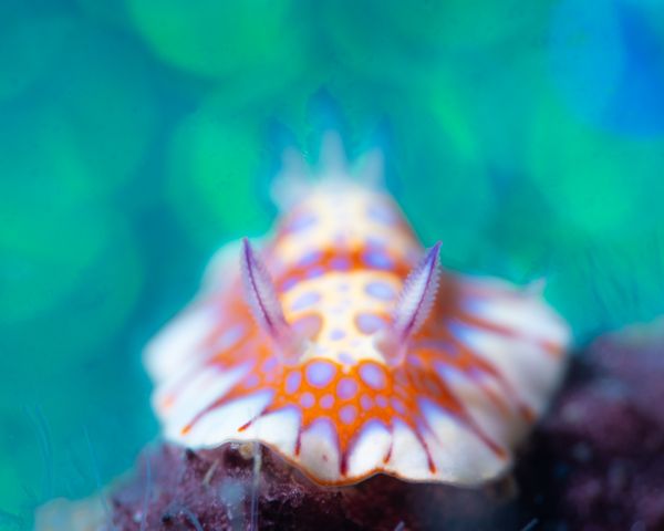 Felimida binza nudibranch thumbnail