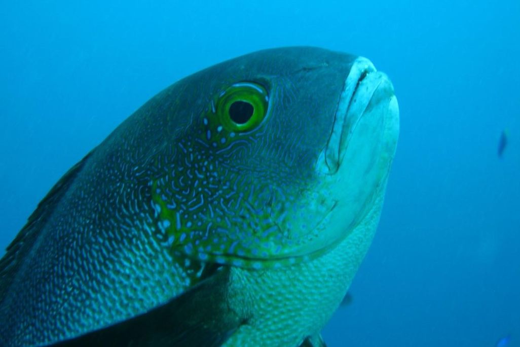 midnight snapper (Macolor macularis)