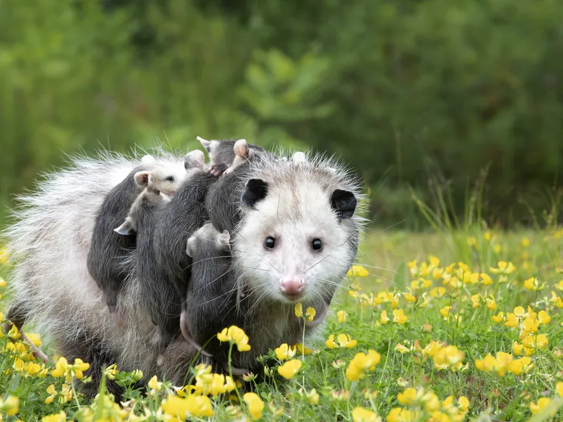 Possum mom carrying her babies smithsonian photo contest