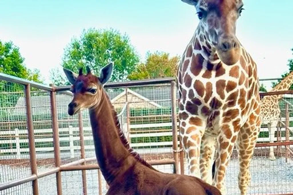 brown giraffe