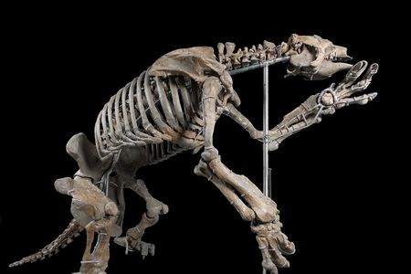 The fossil Eremotherium was from south Georgia. And it was an important one, since it firmly establish the presence of the giant ground sloth, which had previously been unknown in the United States. 