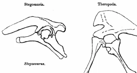 The hips of the ornithischian dinosaur Stegosaurus (left) and the saurischian dinosaur Allosaurus (right)