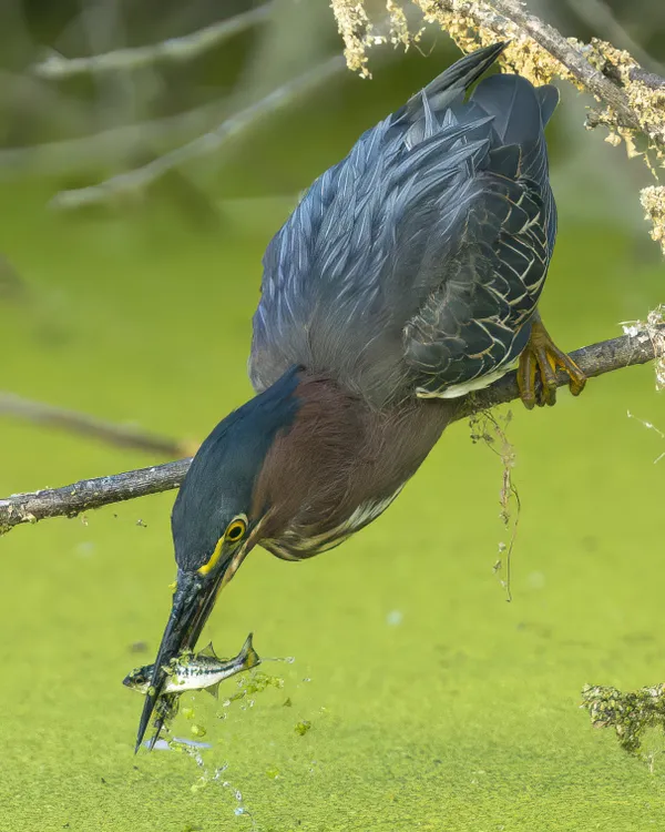 A Green Heron Catching a Fish thumbnail