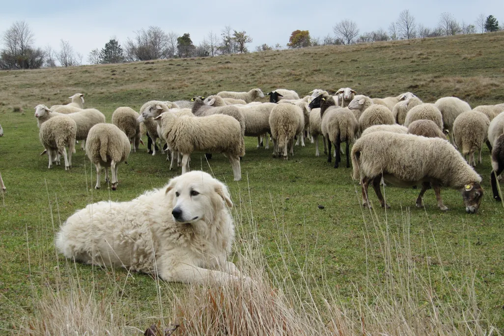 Sheep Dog