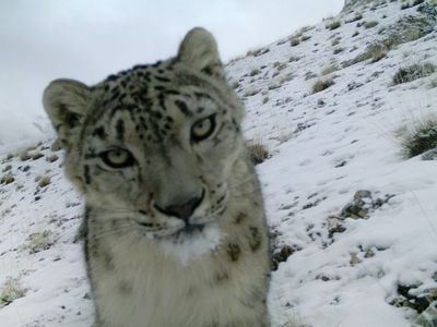 A curious, rare snow leopard checks out the researchers' camera trap. 