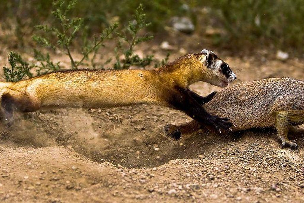 Black footed ferret hunting