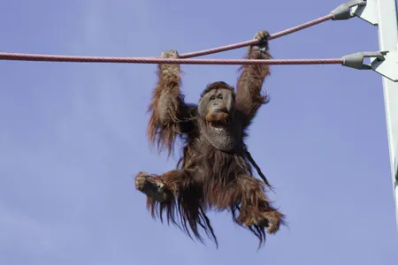 Orangutans are brachiators, which means they can swing hand over hand. Kiko loves traveling across the O line in this way! Jessie Cohen, Smithsonian’s National Zoo

