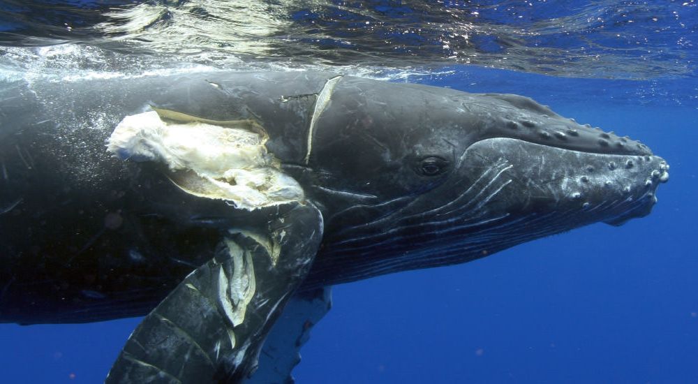 Whale swimming in the water with a tear on the side of its body.