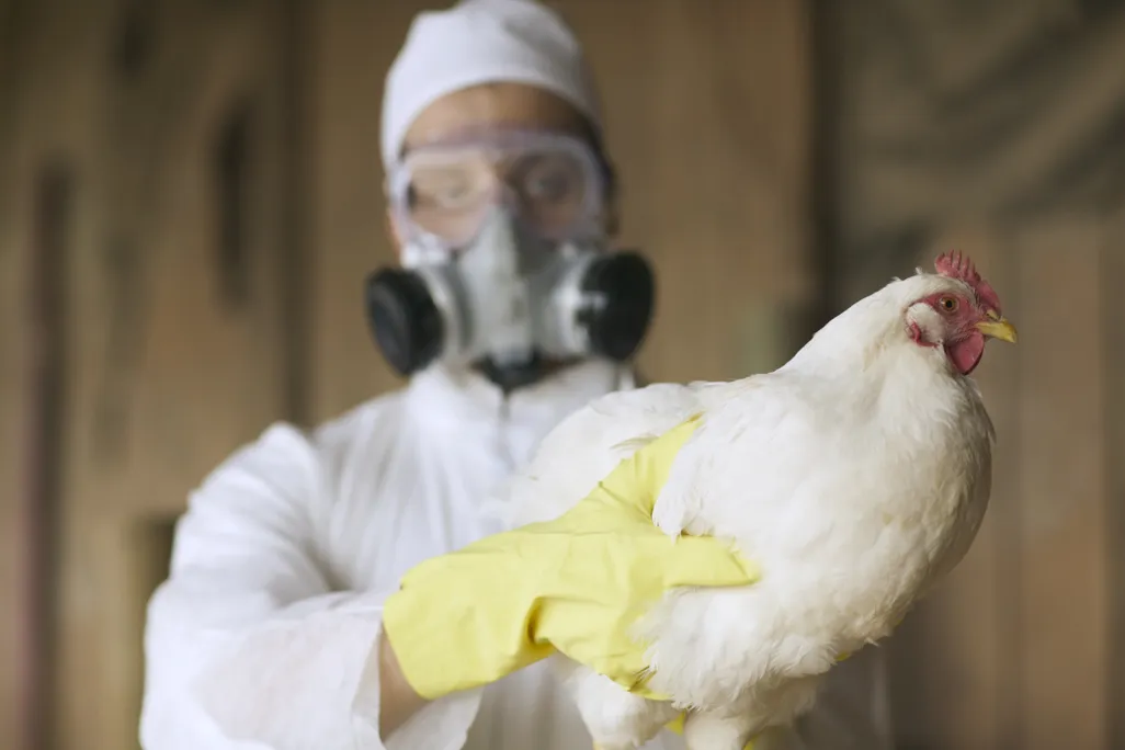 A person in PPE holds a chicken