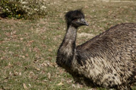 Darwin, described by caretakers as a bit "goofy," befriended even the Zoo's cassowary, widely considered one of the world's most dangerous birds.