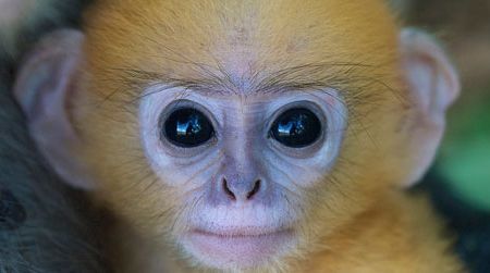 Scientists are still trying to figure out why primates have excellent vision.