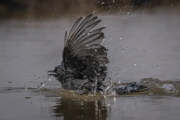 15) Drongo Bathtime thumbnail