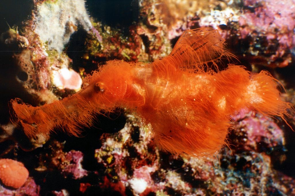 red/orange fuzzy fish on corals