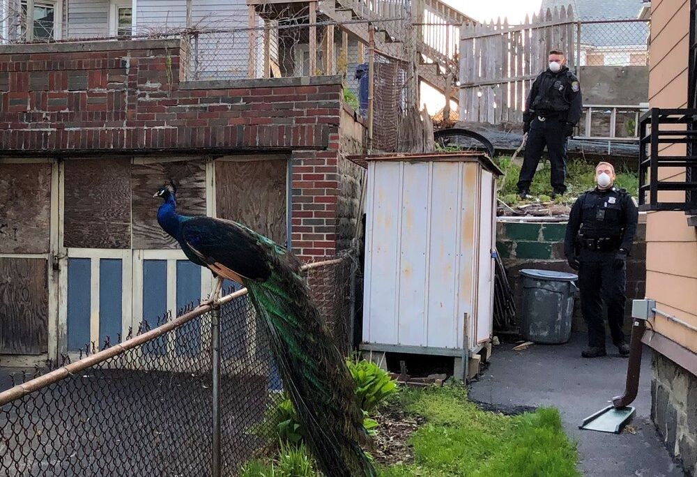 Escaped peacock