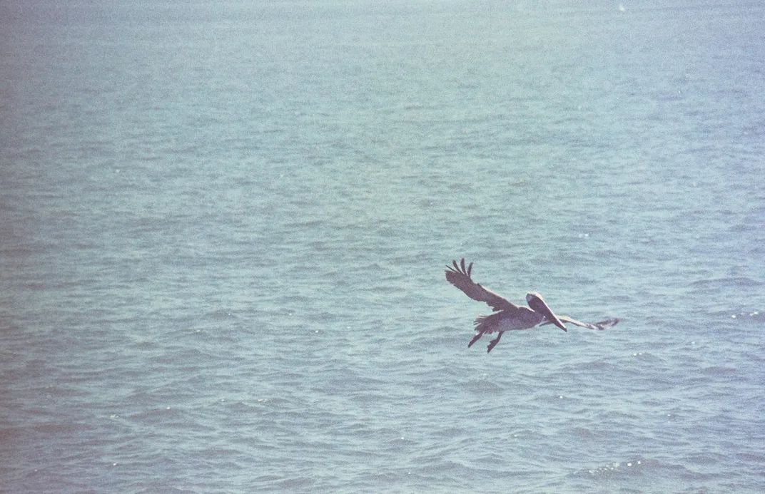 A pelican flies over Galveston Bay near Seawolf Park